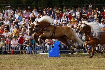 Jura Volksfest Neumarkt 2026 - Pferde- und Fohlenschau